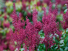 Skimmia Pink Panther