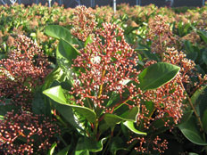 Skimmia Pink Panther