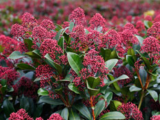 Skimmia Pink Panther