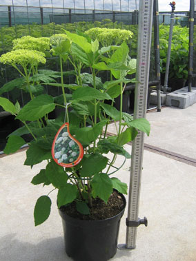 Annabelle plant