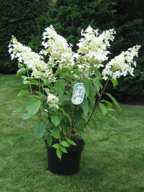 Brussels Lace plant