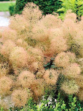 Cotinus Young Lady