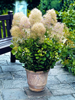 Cotinus Young Lady