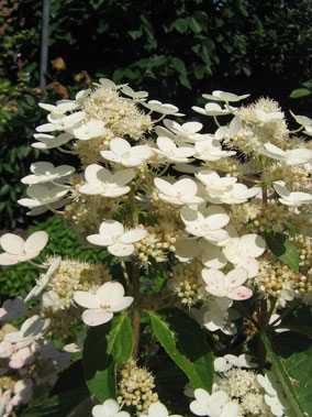 Dharuma bloem