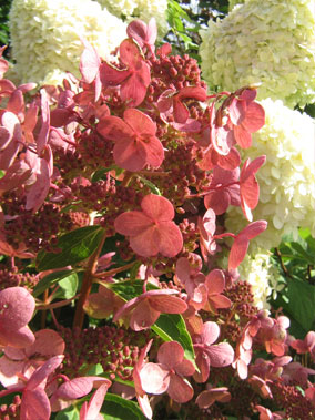 Dharuma verkleurd bloem