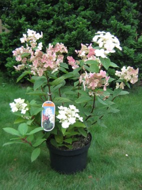 Early Sensation plant