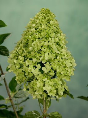 XXL Limelight bloem