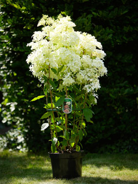 Phantom plant