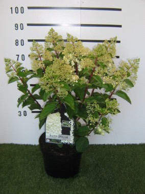 Silver Dollar plant