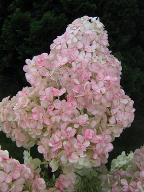Vanille Fraise bloem